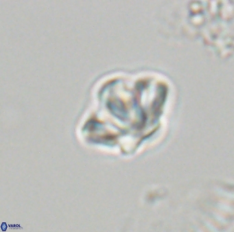 Olladiscoaster molae 32339