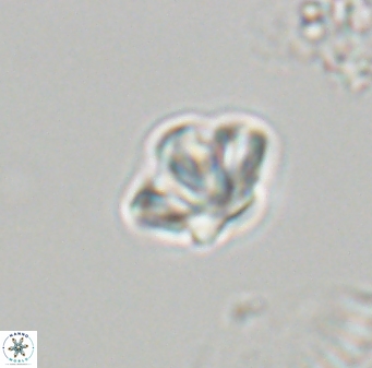 Olladiscoaster molae 32339