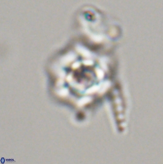 Olladiscoaster molae 32442