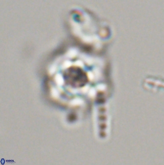 Olladiscoaster molae 32443