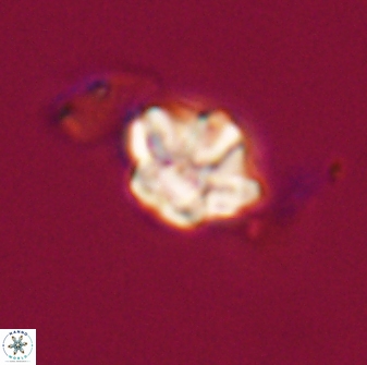 Olladiscoaster molae 32447