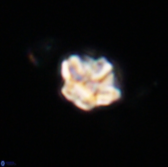 Olladiscoaster molae 32448