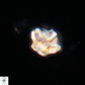 Olladiscoaster molae 32448