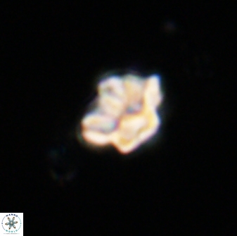 Olladiscoaster molae 32450