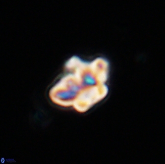 Olladiscoaster molae 32454