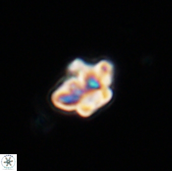 Olladiscoaster molae 32454