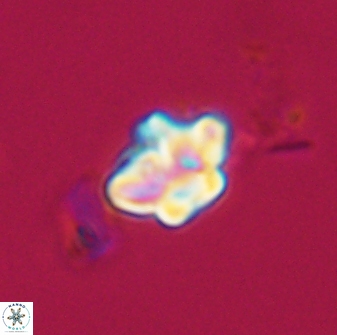 Olladiscoaster molae 32455