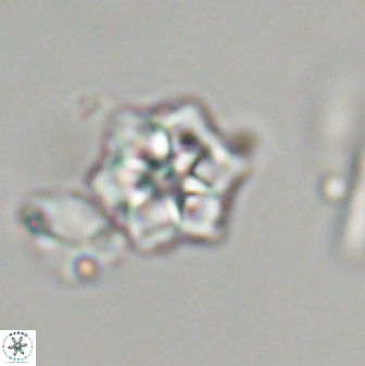 Olladiscoaster molae 32458