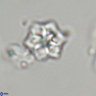 Olladiscoaster molae 32459