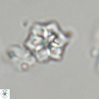 Olladiscoaster molae 32459