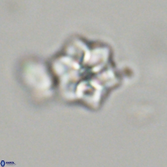 Olladiscoaster molae 32460