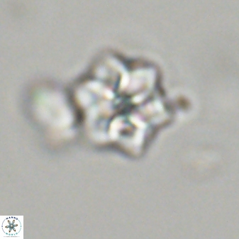 Olladiscoaster molae 32460