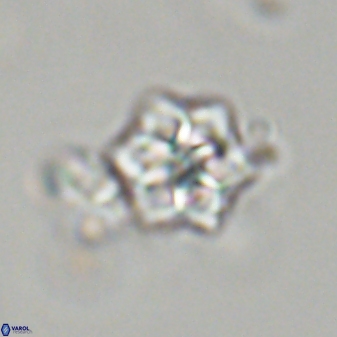 Olladiscoaster molae 32461