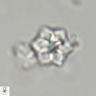 Olladiscoaster molae 32461