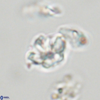 Olladiscoaster molae 32421