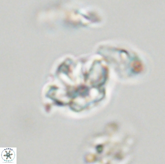 Olladiscoaster molae 32421