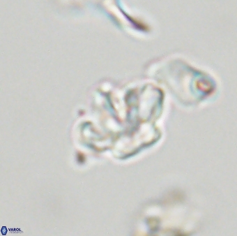 Olladiscoaster molae 32422