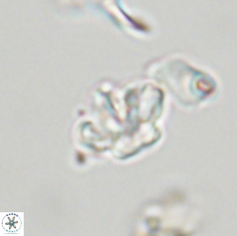 Olladiscoaster molae 32422
