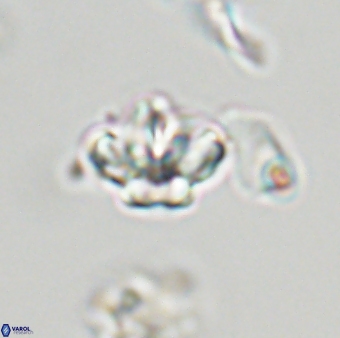 Olladiscoaster molae 32423