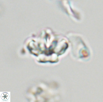 Olladiscoaster molae 32423