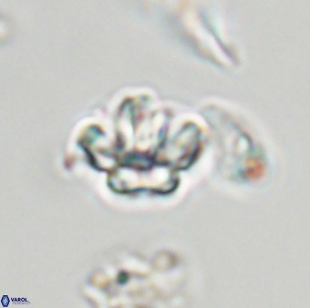 Olladiscoaster molae 32424