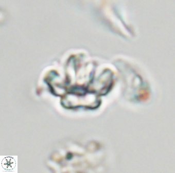 Olladiscoaster molae 32424