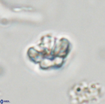 Olladiscoaster molae 32425