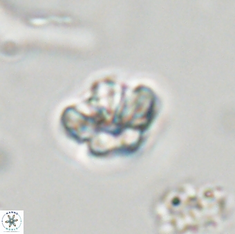 Olladiscoaster molae 32425