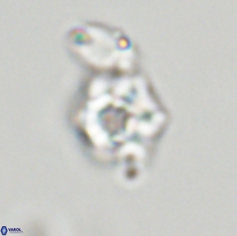 Olladiscoaster molae 32426