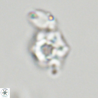 Olladiscoaster molae 32426