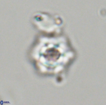 Olladiscoaster molae 32428