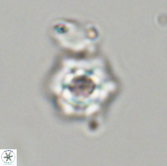 Olladiscoaster molae 32428
