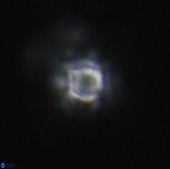 Olladiscoaster molae 32430