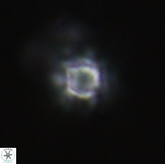 Olladiscoaster molae 32430