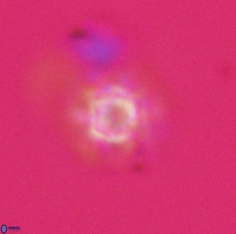 Olladiscoaster molae 32431