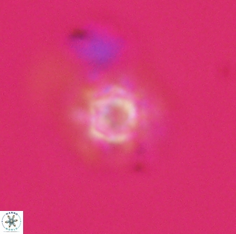 Olladiscoaster molae 32431