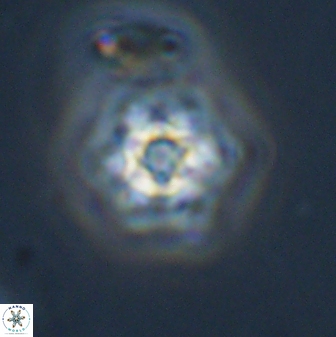 Olladiscoaster molae 32432