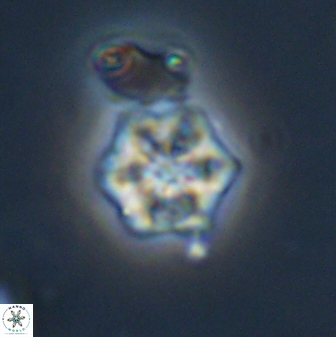 Olladiscoaster molae 32433