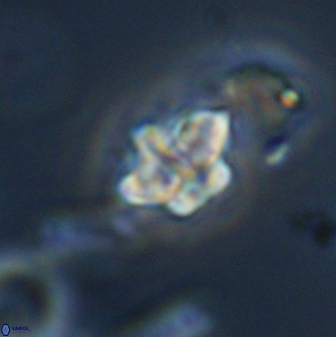 Olladiscoaster molae 32435