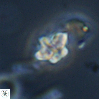 Olladiscoaster molae 32435