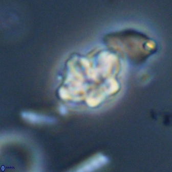 Olladiscoaster molae 32436