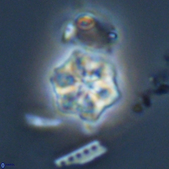 Olladiscoaster molae 32437