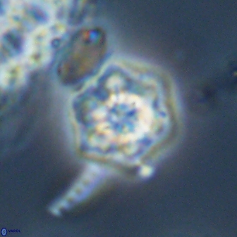 Olladiscoaster molae 32439