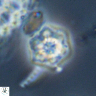 Olladiscoaster molae 32439