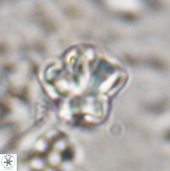 Olladiscoaster perplexus 30578