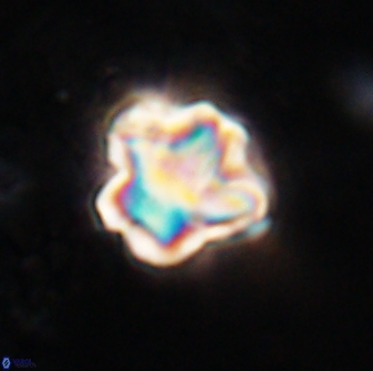 Olladiscoaster perplexus 30581