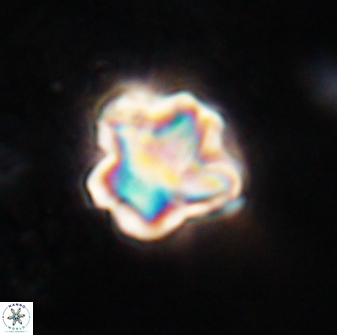 Olladiscoaster perplexus 30581