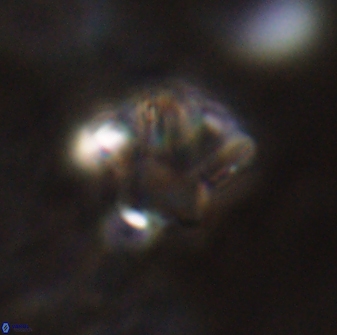 Olladiscoaster perplexus 30583