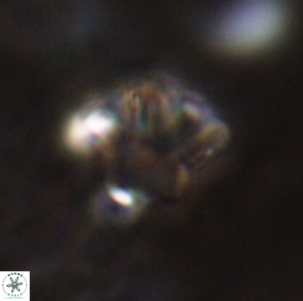 Olladiscoaster perplexus 30583