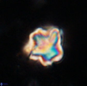 Olladiscoaster perplexus 30584